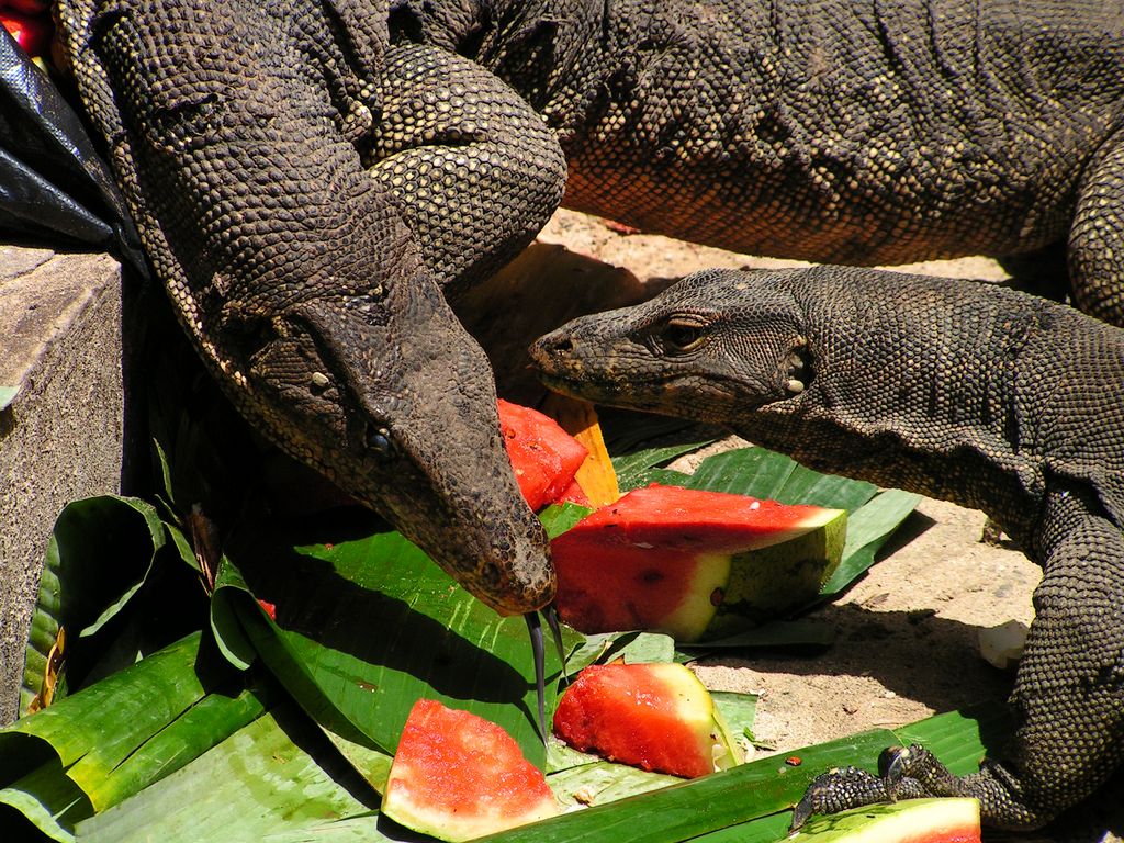 Malaysia - monitor lizards in Borneo 06