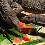 Malaysia - monitor lizards in Borneo 06