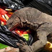 Malaysia - monitor lizards in Borneo 07