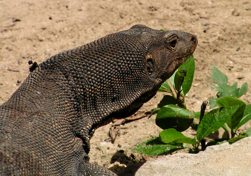 Malaysia - monitor lizards in Borneo 08