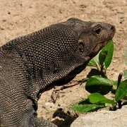 Malaysia - monitor lizards in Borneo 08