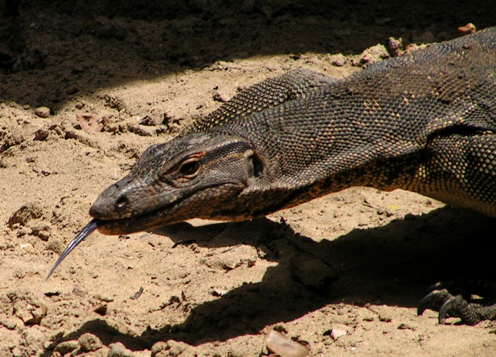Malaysia - monitor lizards in Borneo 09