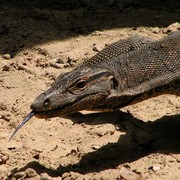 Malaysia - monitor lizards in Borneo 09