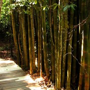 Malaysia - canopy walking in Borneo 01