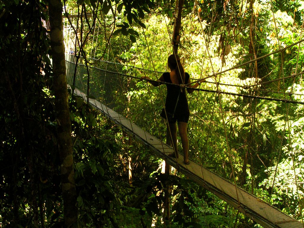 Malaysia - canopy walking in Borneo 02