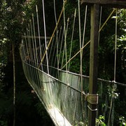 Malaysia - canopy walking in Borneo 03