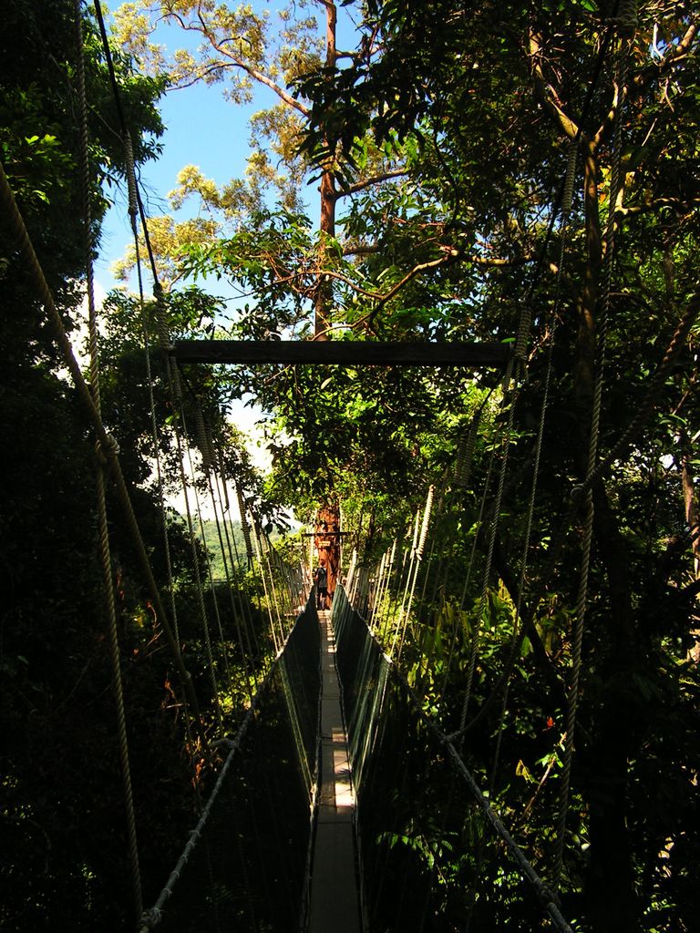 Malaysia - canopy walking in Borneo 04