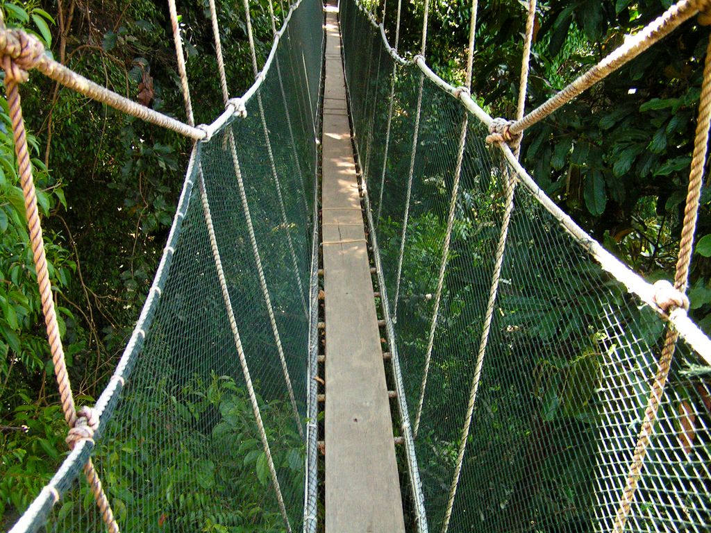Malaysia - canopy walking in Borneo 05