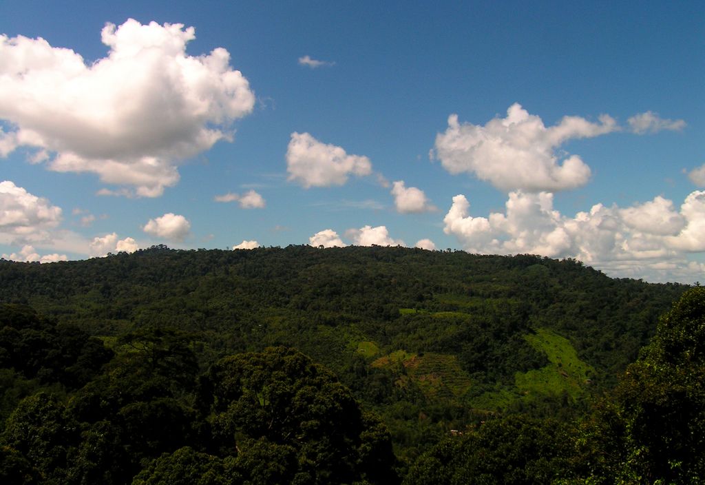 Malaysia - canopy walking in Borneo 06