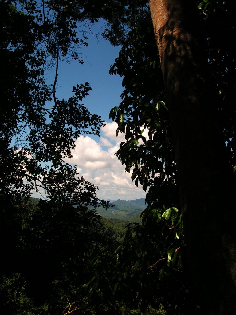 Malaysia - canopy walking in Borneo 07