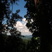 Malaysia - canopy walking in Borneo 07
