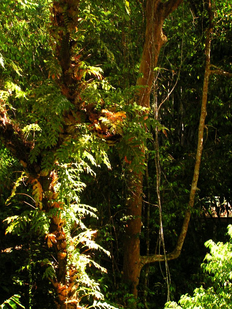 Malaysia - canopy walking in Borneo 08