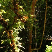 Malaysia - canopy walking in Borneo 08