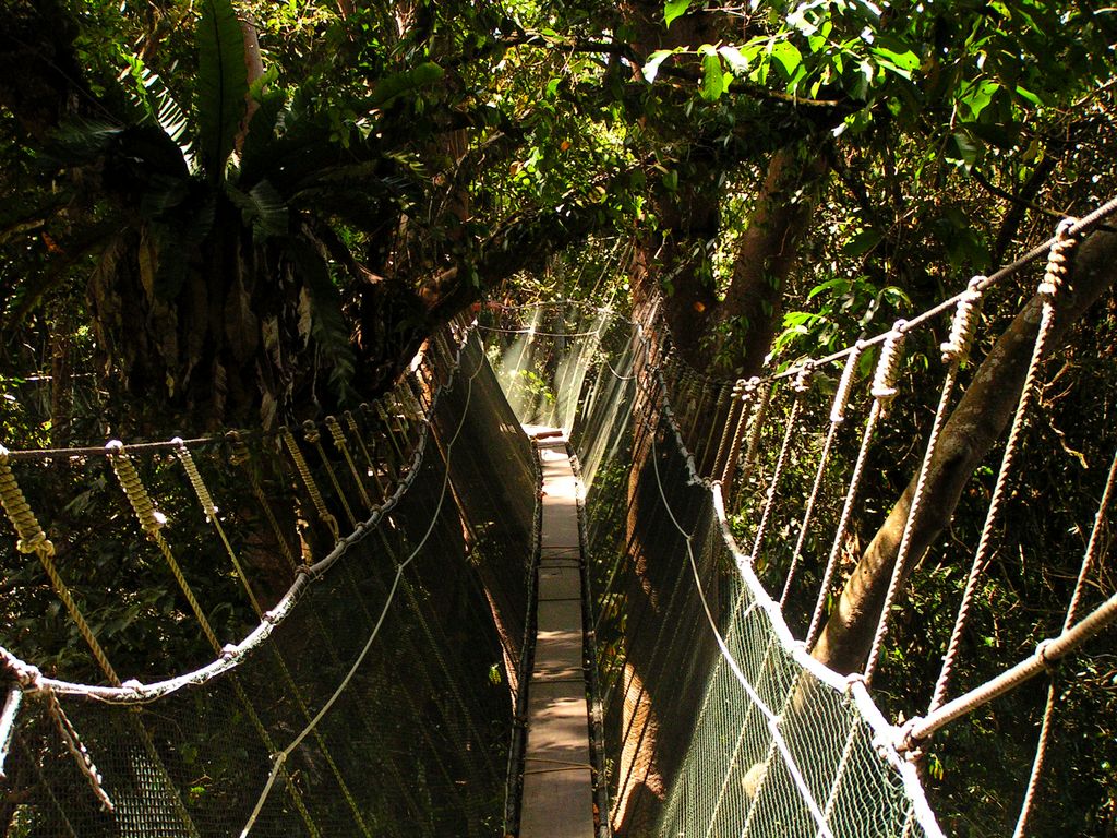 Malaysia - canopy walking in Borneo 09