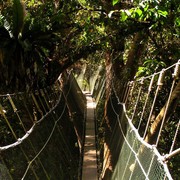 Malaysia - canopy walking in Borneo 09