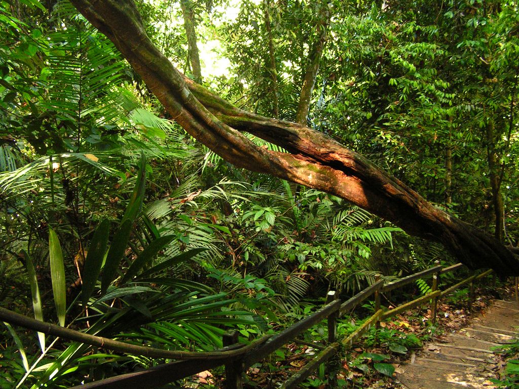 Malaysia - canopy walking in Borneo 10