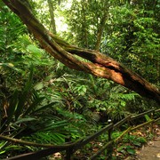 Malaysia - canopy walking in Borneo 10