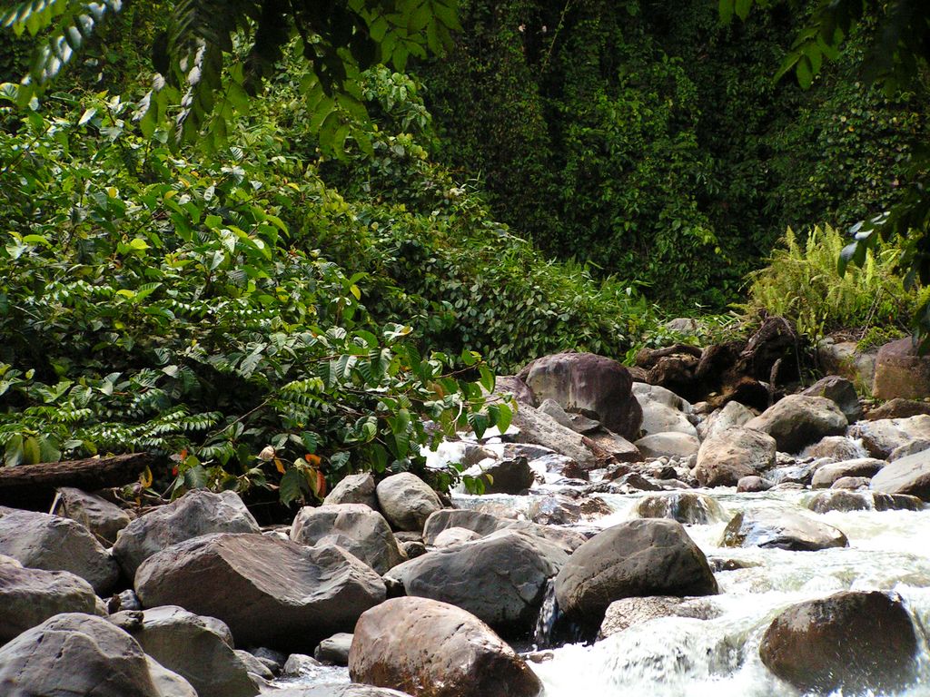 Malaysia - a river in a jungle in Borneo