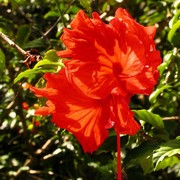 Malaysia - Borneo flora 05