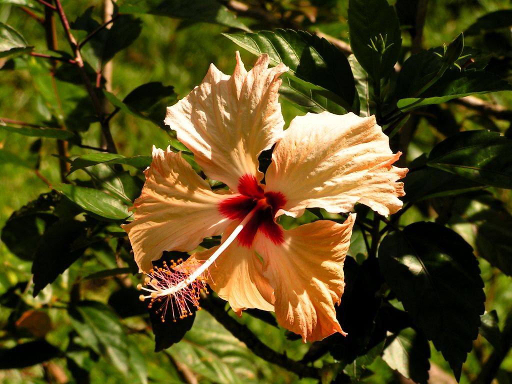 Malaysia - Borneo flora 06