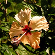 Malaysia - Borneo flora 06