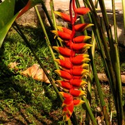 Malaysia - Borneo flora 07