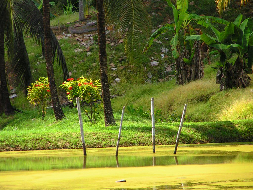 Malaysia - Borneo 05