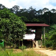 Malaysia - Borneo 06