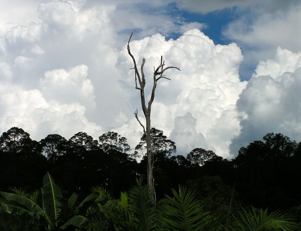 Malaysia - Borneo 07