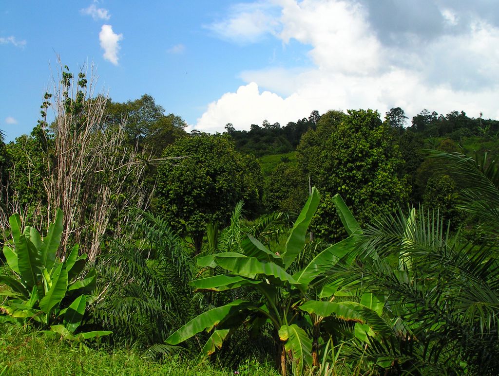 Malaysia - Borneo 09