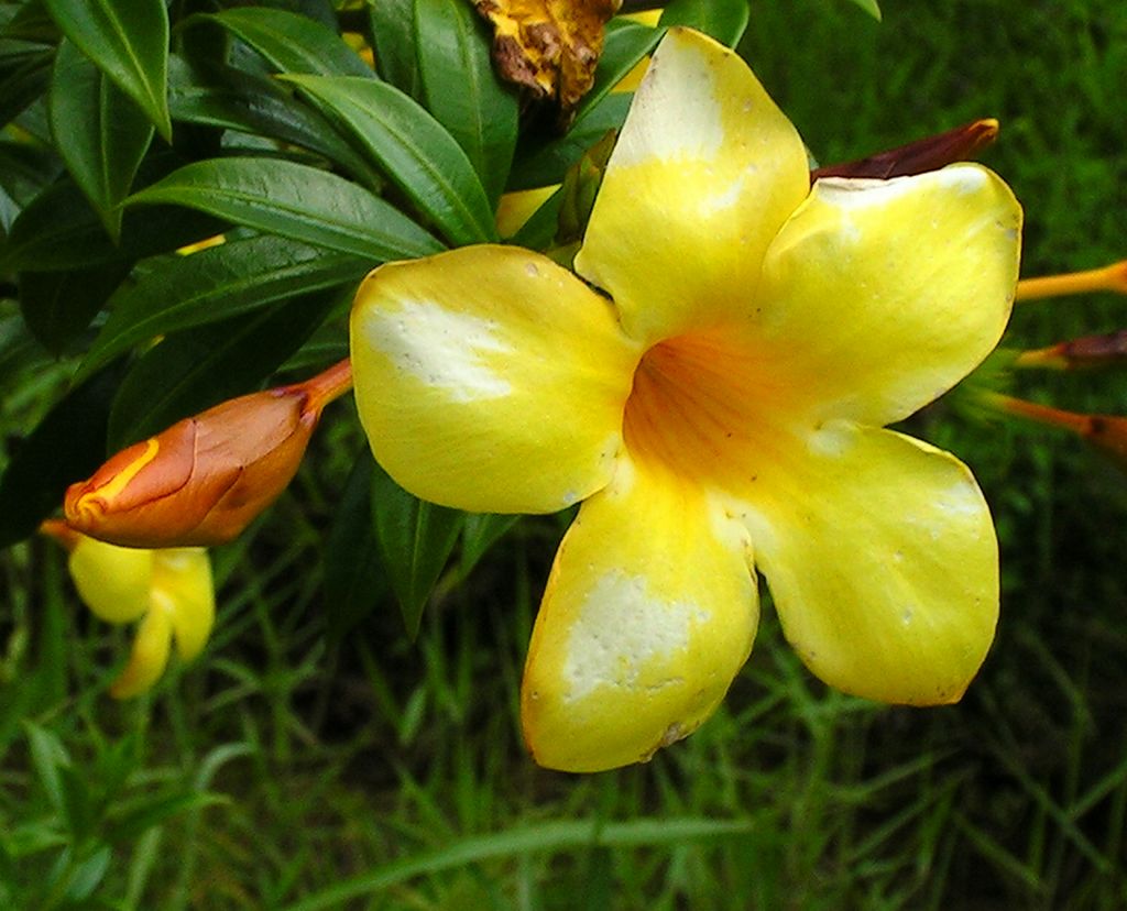 Malaysia - Borneo flora 08