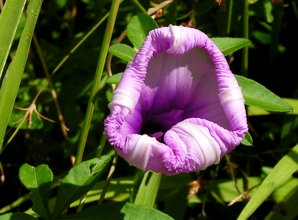 Malaysia - Borneo flora 09