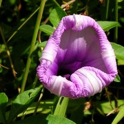 Malaysia - Borneo flora 09