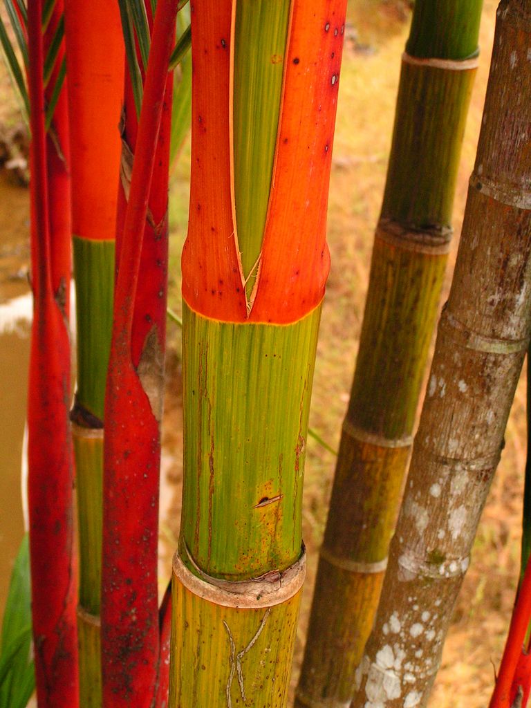 Malaysia - Borneo flora 11