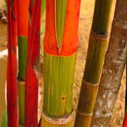 Malaysia - Borneo flora 11