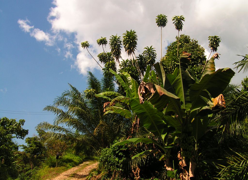 Malaysia - Borneo flora 12