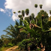 Malaysia - Borneo flora 12