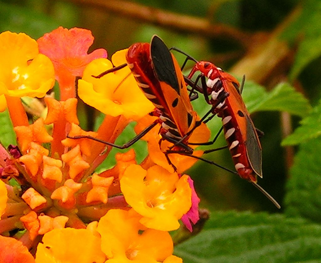 Malaysia - Borneo 14