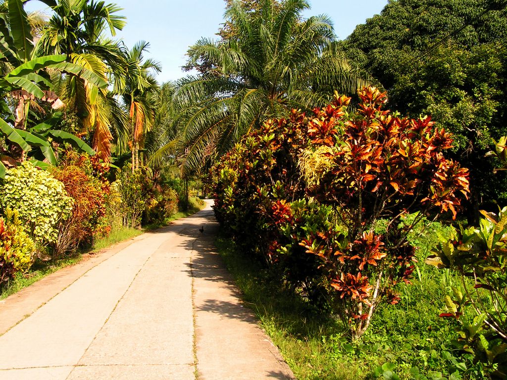 Malaysia - Borneo flora 13