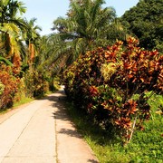 Malaysia - Borneo flora 13