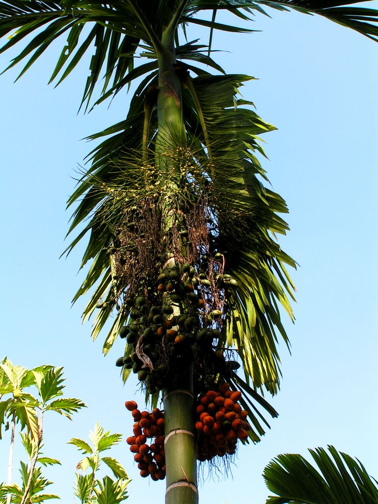 Malaysia - Borneo flora 14