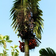 Malaysia - Borneo flora 14