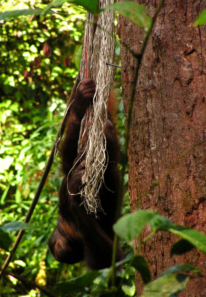 Malaysia - Borneo - Sepilok orangutans sanctuary 01