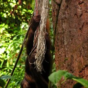 Malaysia - Borneo - Sepilok orangutans sanctuary 01