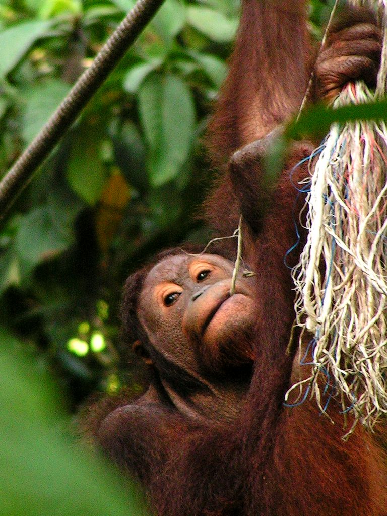 Malaysia - Borneo - Sepilok orangutans sanctuary 02