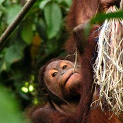 Malaysia - Borneo - Sepilok orangutans sanctuary 02