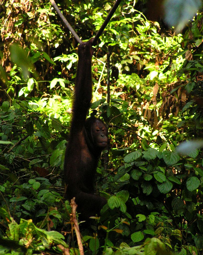 Malaysia - Borneo - Sepilok orangutans sanctuary 03