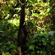 Malaysia - Borneo - Sepilok orangutans sanctuary 03