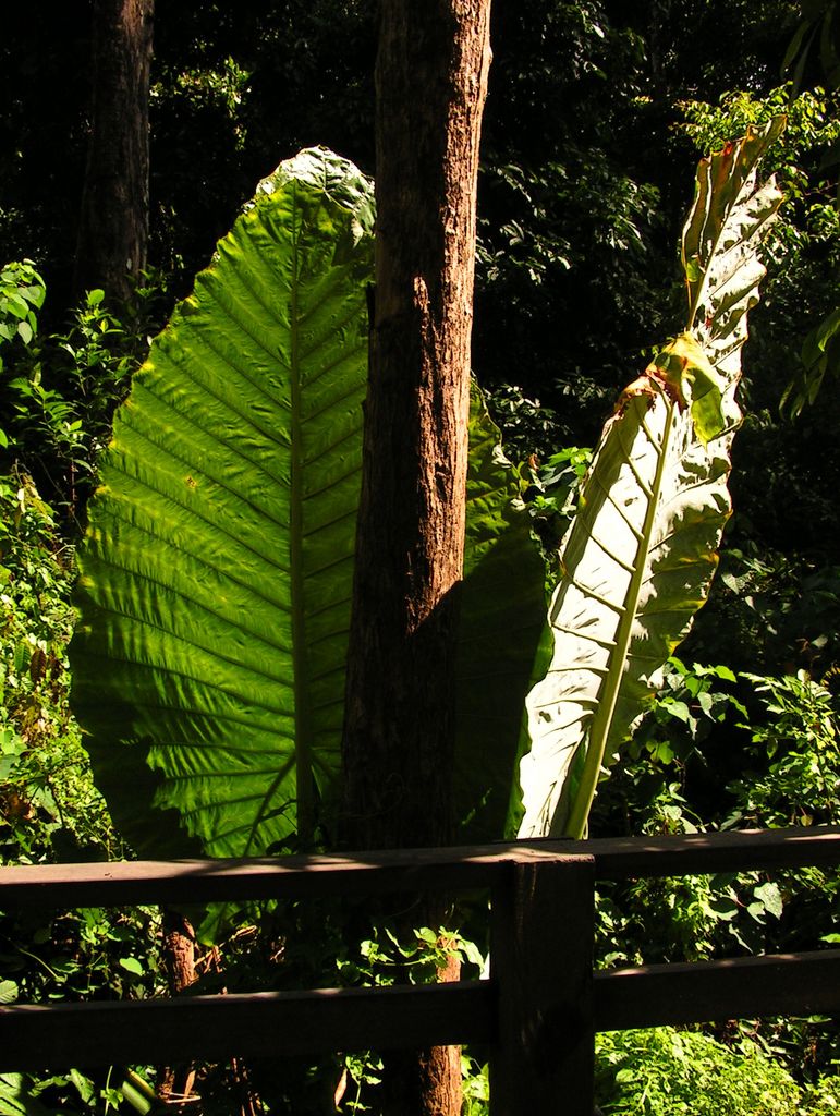 Malaysia - Borneo flora 17