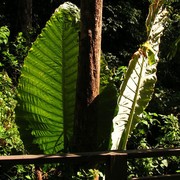 Malaysia - Borneo flora 17